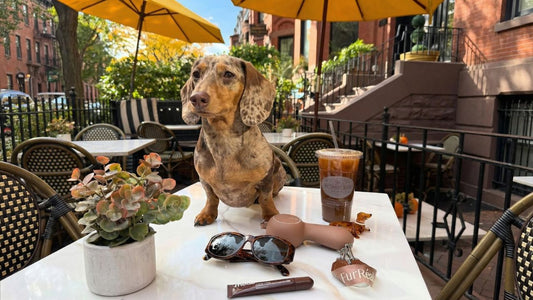 The Best Dog Leash for Pet-Friendly Events, Patio Days, and Weekend Outings