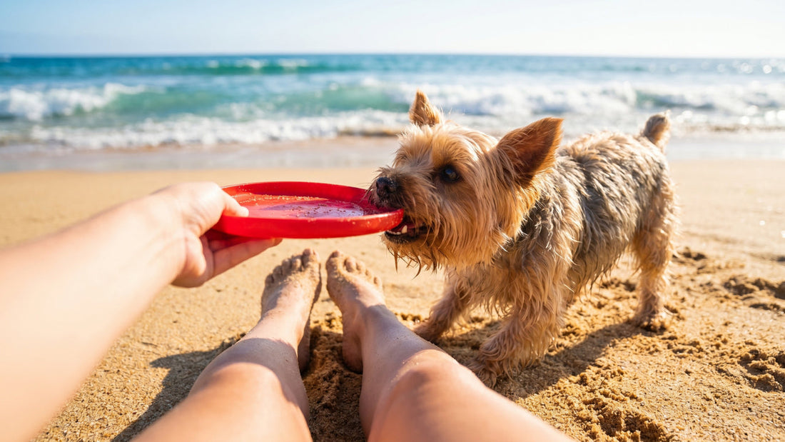 10 Dog-Friendly Summer Activities to Try This Year