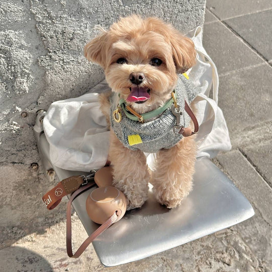 10 Fun Outdoor Activities to Enjoy with Your Dog