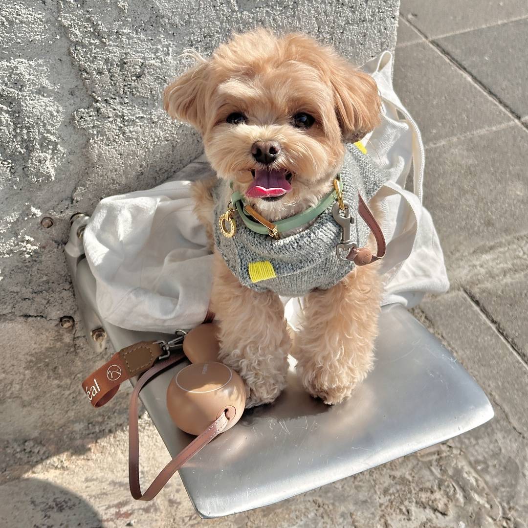 10 Fun Outdoor Activities to Enjoy with Your Dog