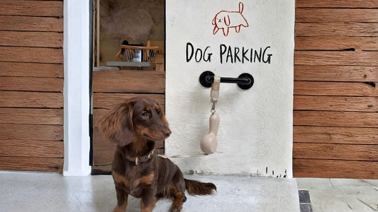 Easy Dog Parking: A Smarter Leash for Cafes, Stores, and Everyday Stops