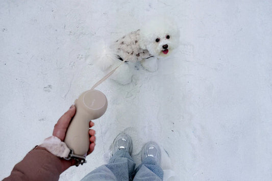 What Makes a Dog Leash Worth Upgrading for Winter Walks?