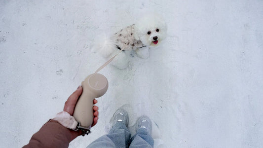 What Makes a Dog Leash Worth Upgrading for Winter Walks?