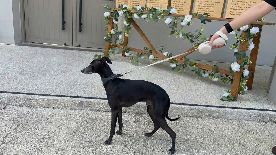 Fixed Leash vs Retractable Leash vs Hybrid Leash: What Modern Dog Owners Actually Need