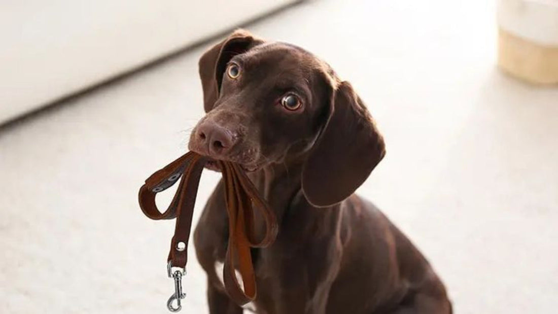 Why Traditional Dog Leashes Feel Limiting for Active Pet Owners