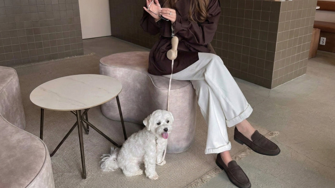 The Best Dog Leash for City Walks, Coffee Stops, and Everyday Errands