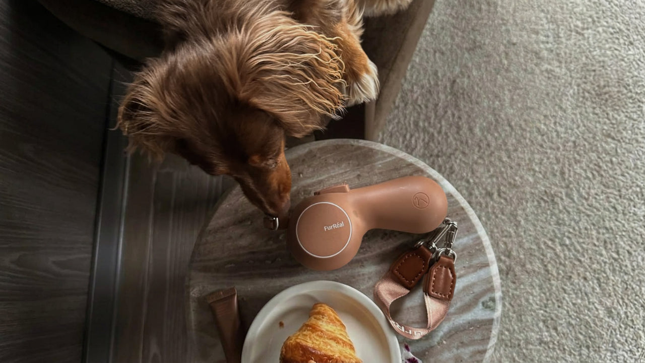 How to Take Your Puppy to Cafes, Parks, and Spring Outings with More Confidence