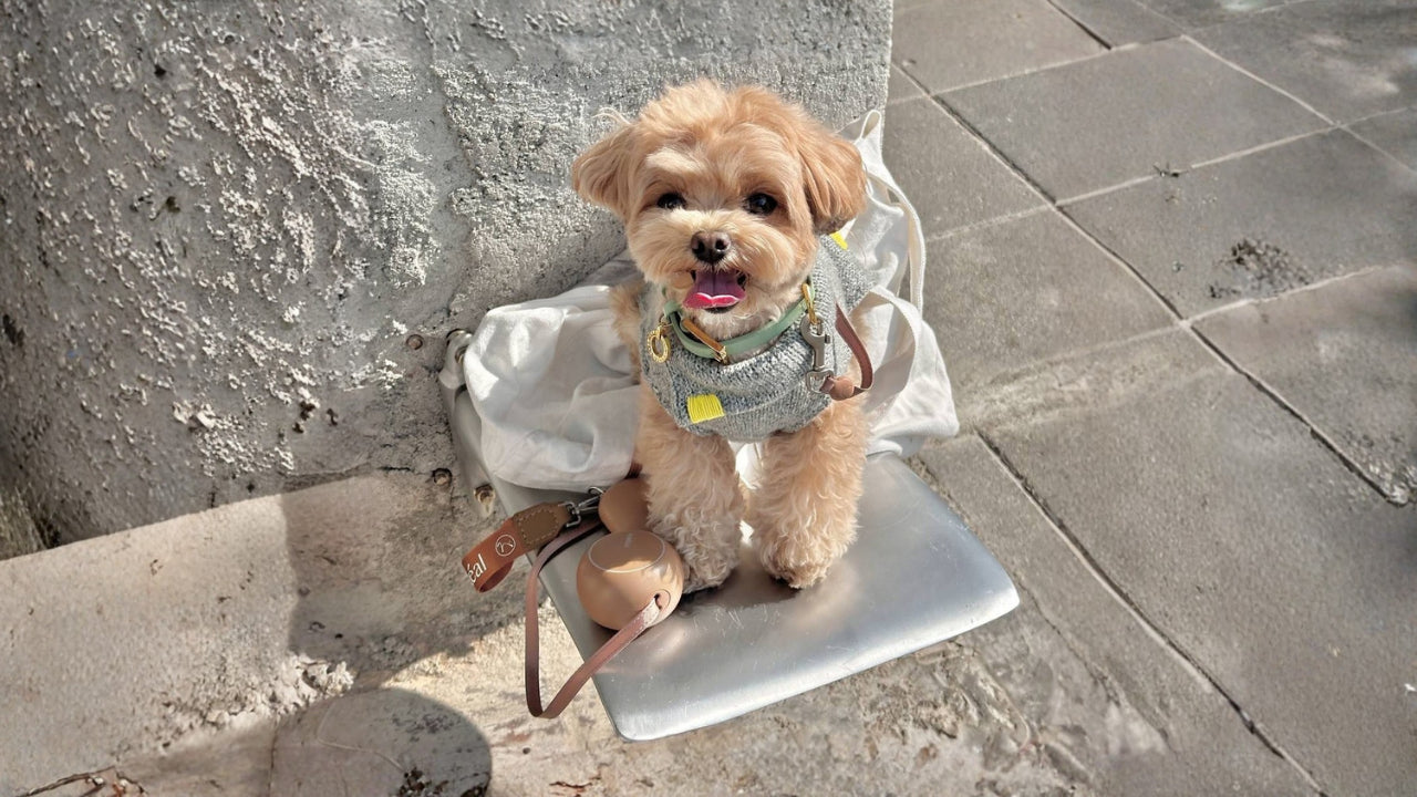 10 Fun Outdoor Activities to Enjoy with Your Dog