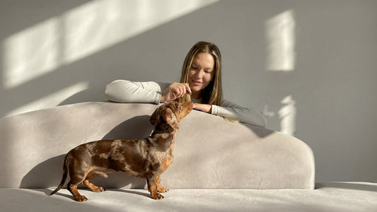 Cyber Monday Dog Leash Deals 2025 - Luxury Meets Smart Tech