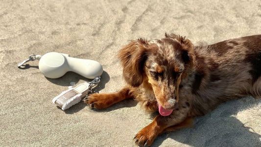 Best Dog Accessories for Beach Days, Parks, and Summer Cafés