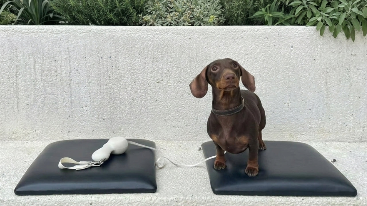 Puppy Essentials for Spring: What First-Time Dog Parents Actually Need
