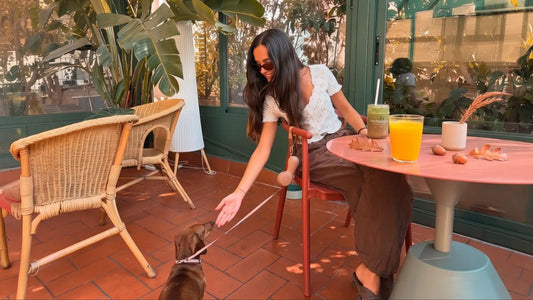 Cooler Morning Walks: How to Prepare Your Dog Walking Routine for Fall