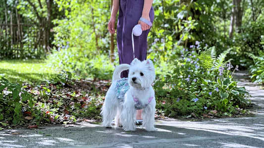 Five Colors, One Award-Winning Leash: Meet the ChocoLéash Color Edit