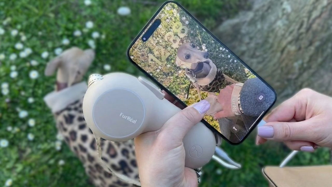 Camping with Your Dog: Why a Leash with a Built-In Power Bank Just Makes Sense