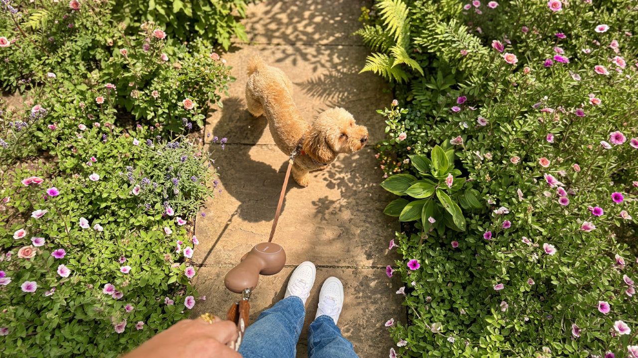 How to Keep Your Dog Comfortable During Long Summer Outings