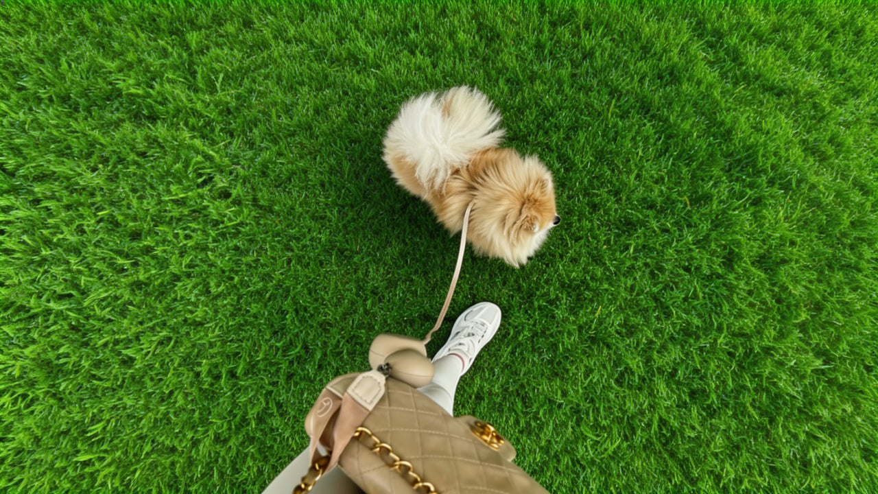 From Pet Adoption to Park Walks: The Leash That Supports Your New Pet’s Spring Routine