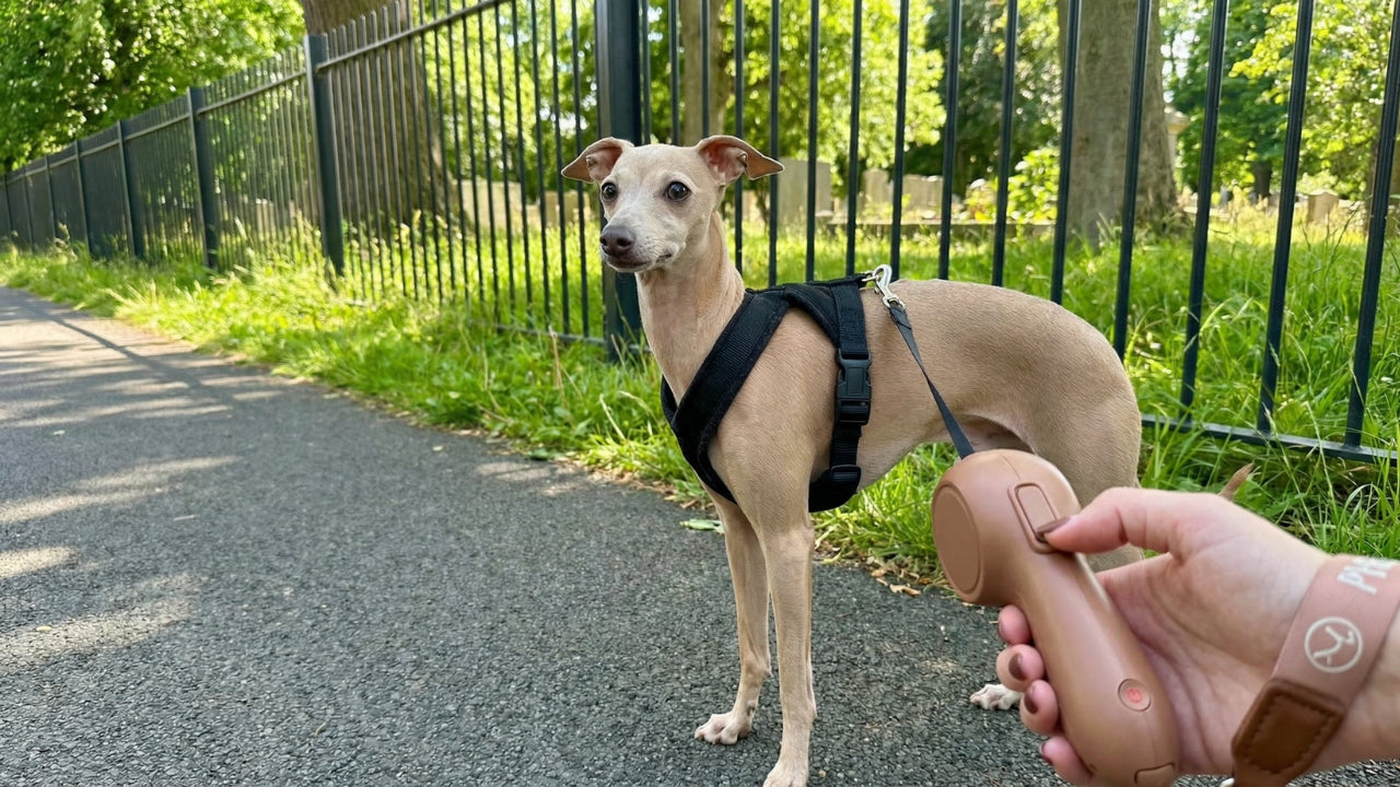 How a Double-Secured Dog Leash Helps Keep Spring Walks Safer and Easier