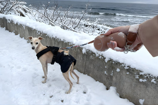 The Hidden Problem of Dead Phones on Dog Walks (And Why It Matters in Winter)