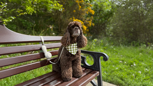 The Ultimate Dog-Friendly Summer Road Trip Checklist