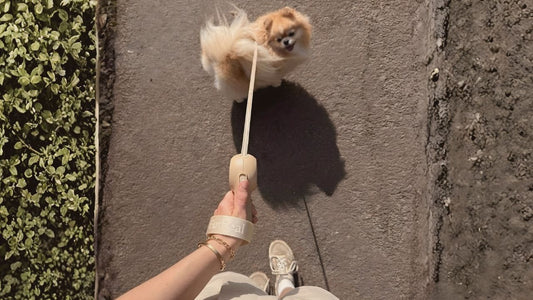 From Studio to Sidewalk: The Minimalist Dog-Walking Kit for Modern Pet Parents