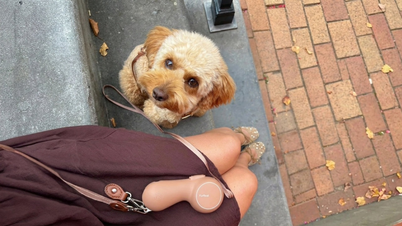 Spring Dog Walk Style: Small Upgrades That Make Everyday Walks Better