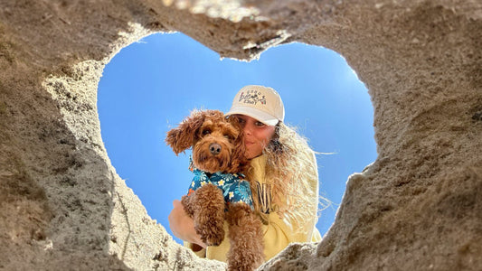 Traveling With Your Dog This Summer: What You Actually Need