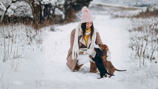 What to Fix First in Your Winter Dog Walk Routine