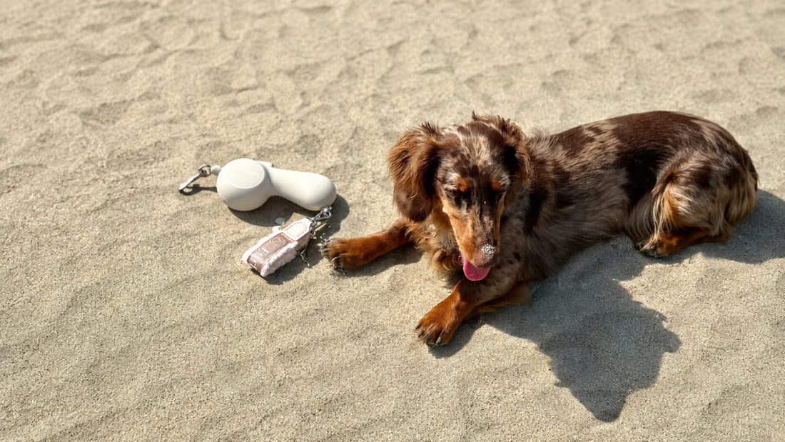What to Pack for a Dog-Friendly Beach Day
