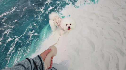 Why More Dog Parents Are Choosing Multifunctional Dog Gear