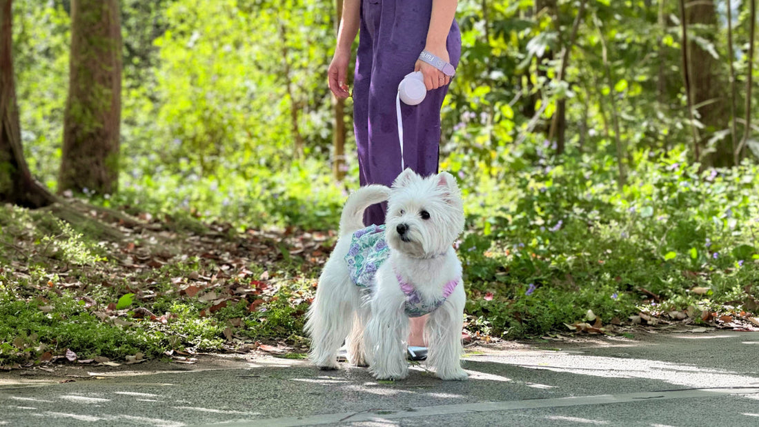 Why More Dog Parents Are Choosing Multifunctional Gear