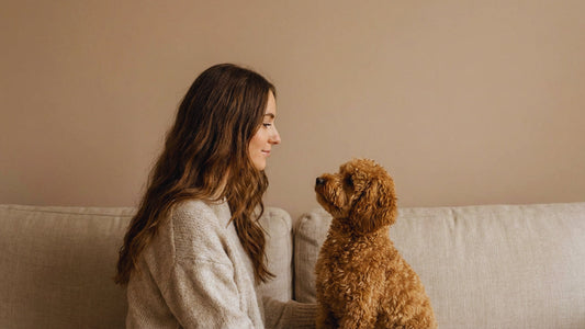 Best Leash for City Dogs: How to Choose One for Urban Walks (Style + Control)