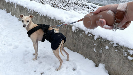 The Hidden Problem of Dead Phones on Dog Walks (And Why It Matters in Winter)