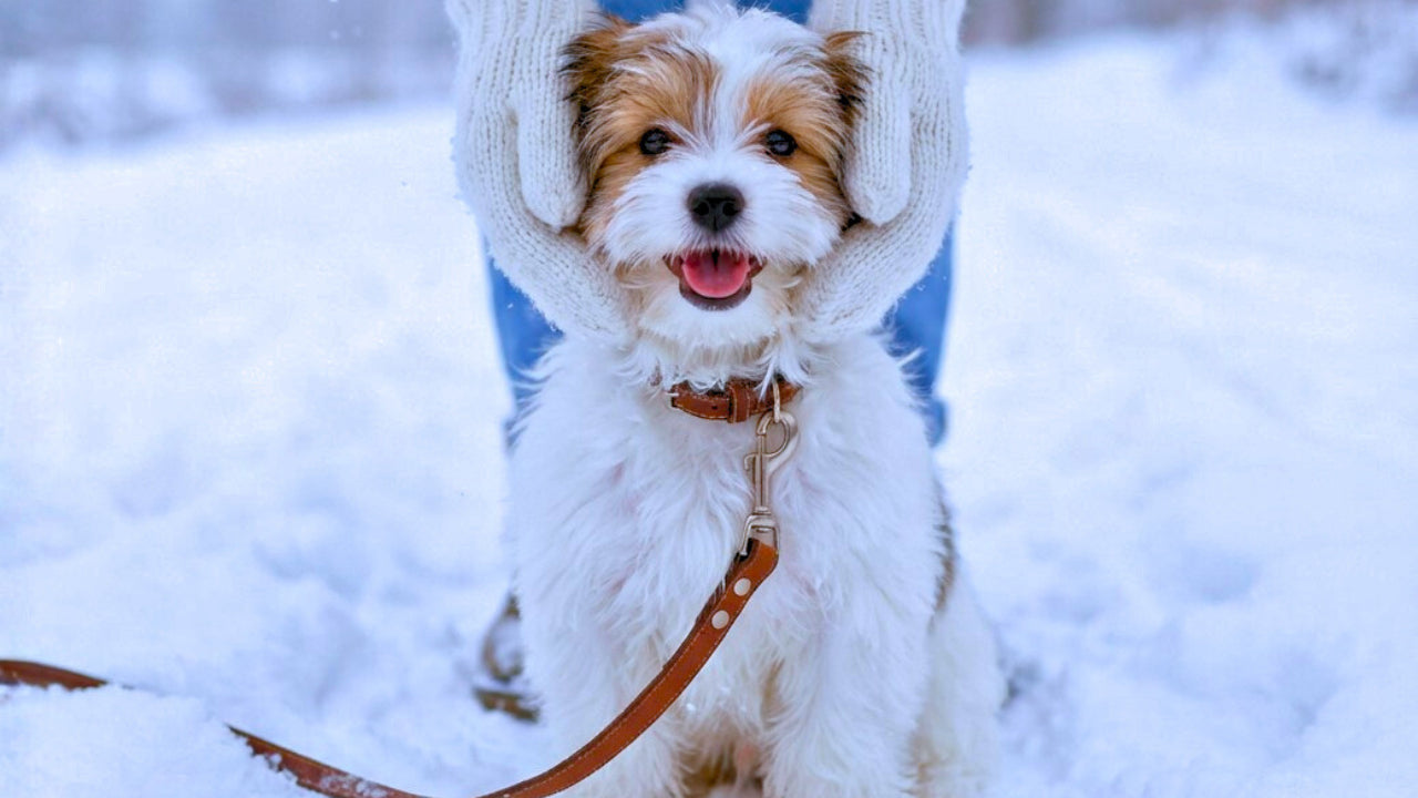 Gloves Aren’t Enough: How to Keep Hands Warm on Winter Dog Walks