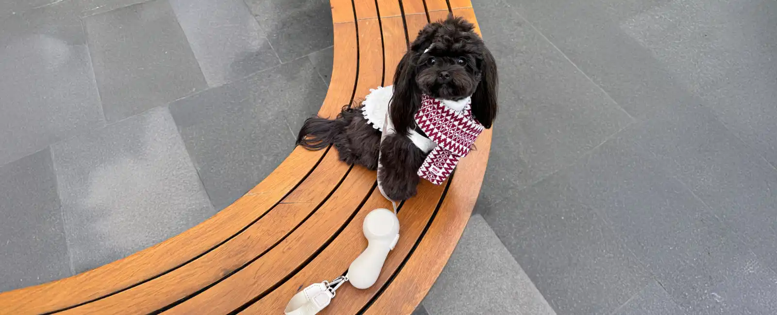 Luxury Leash for Small Dogs