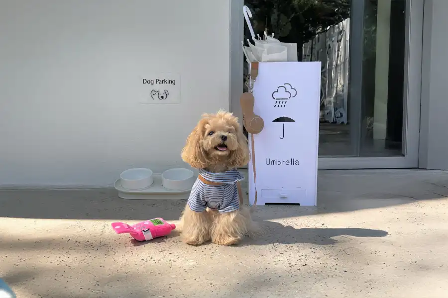 dog leash designer for small dogs