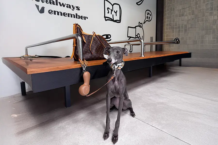Why ChocoLéash is Different from Other Leashes Why ChocoLéash is Different from Other Leashes